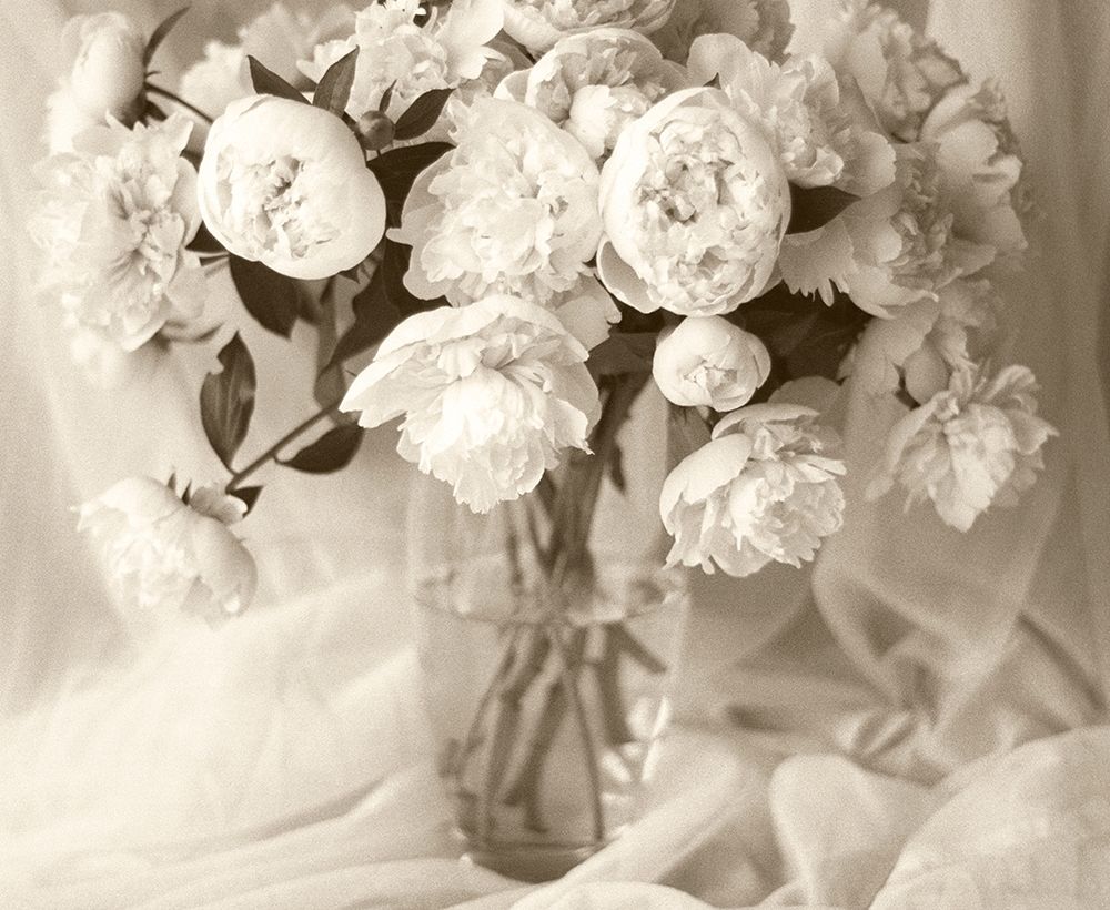 Sepia tone Peony